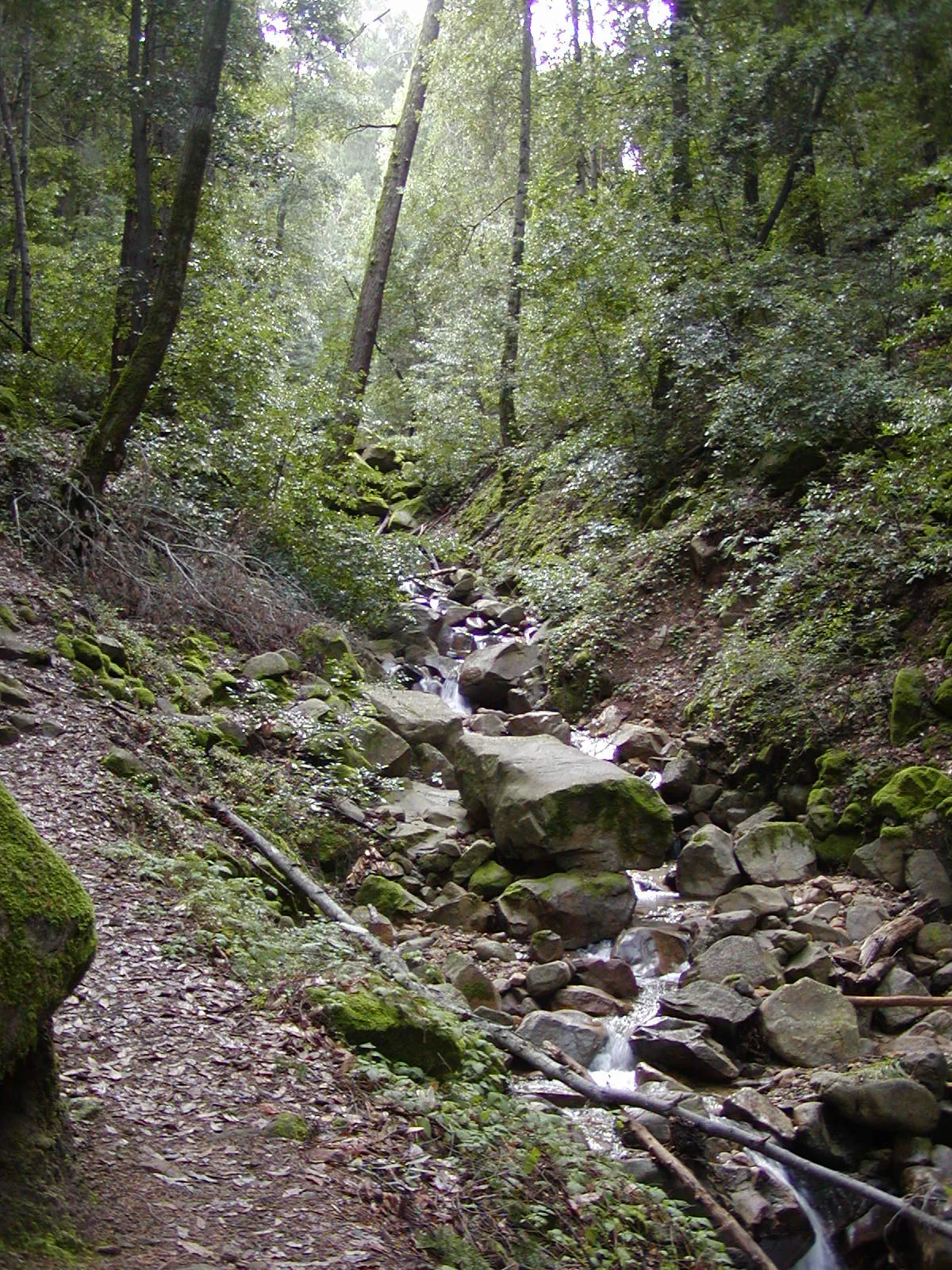 Uvas Canyon