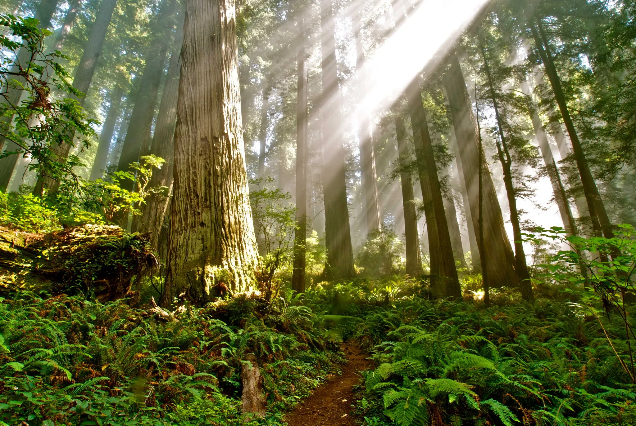 Del Norte Coast Redwood State Park Mill Creek Campground