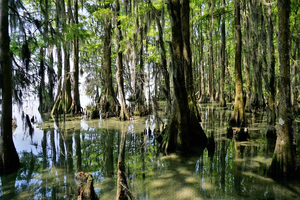 Pettigrew State Park