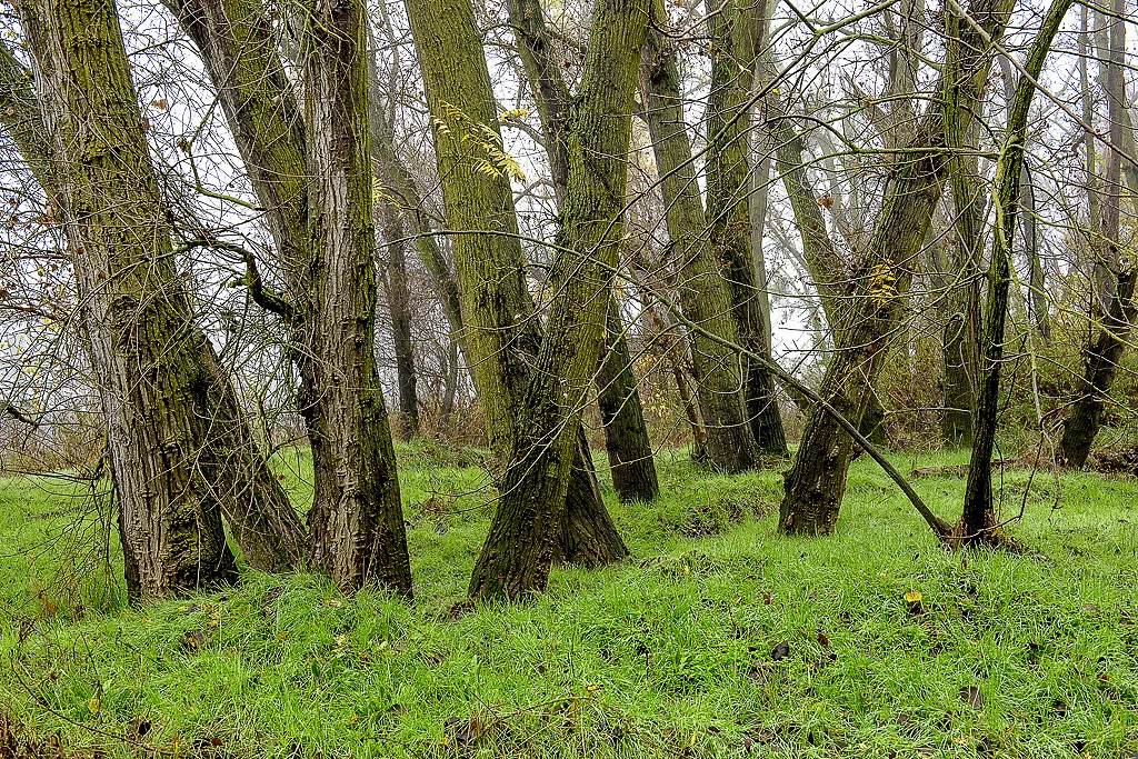 Colusa-Sacramento River State Recreation Campground