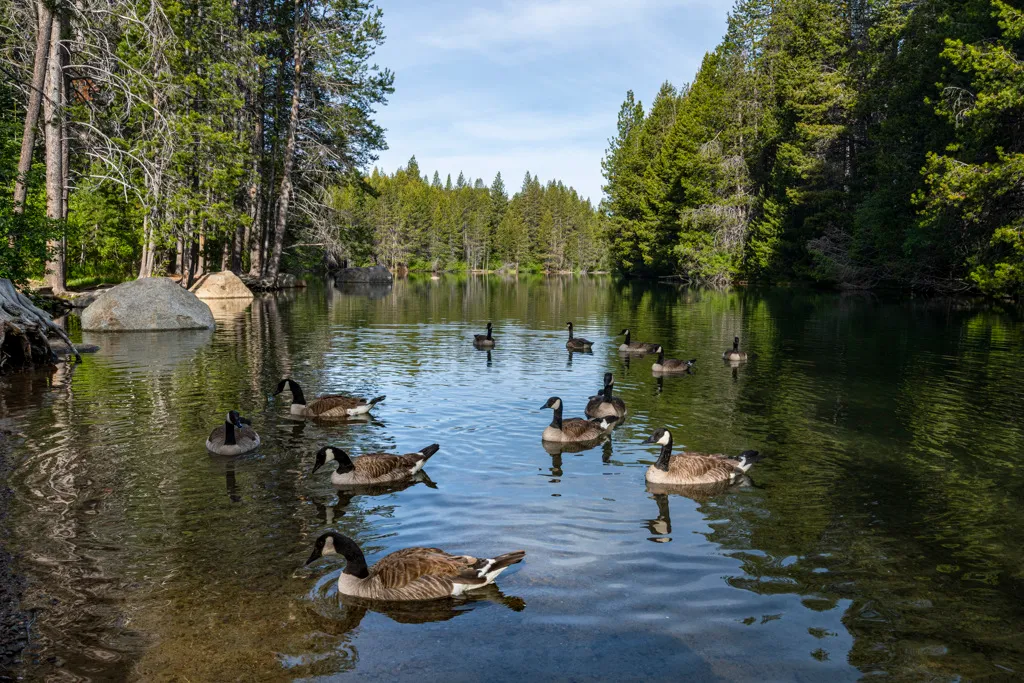 Donner Memorial State Park Campground