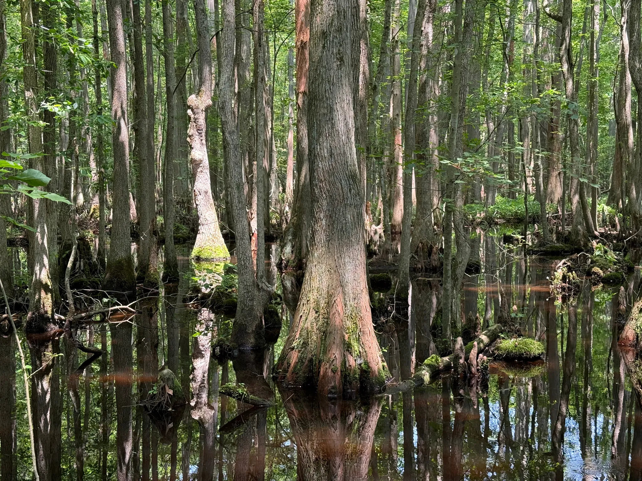 Trap Pond State Park