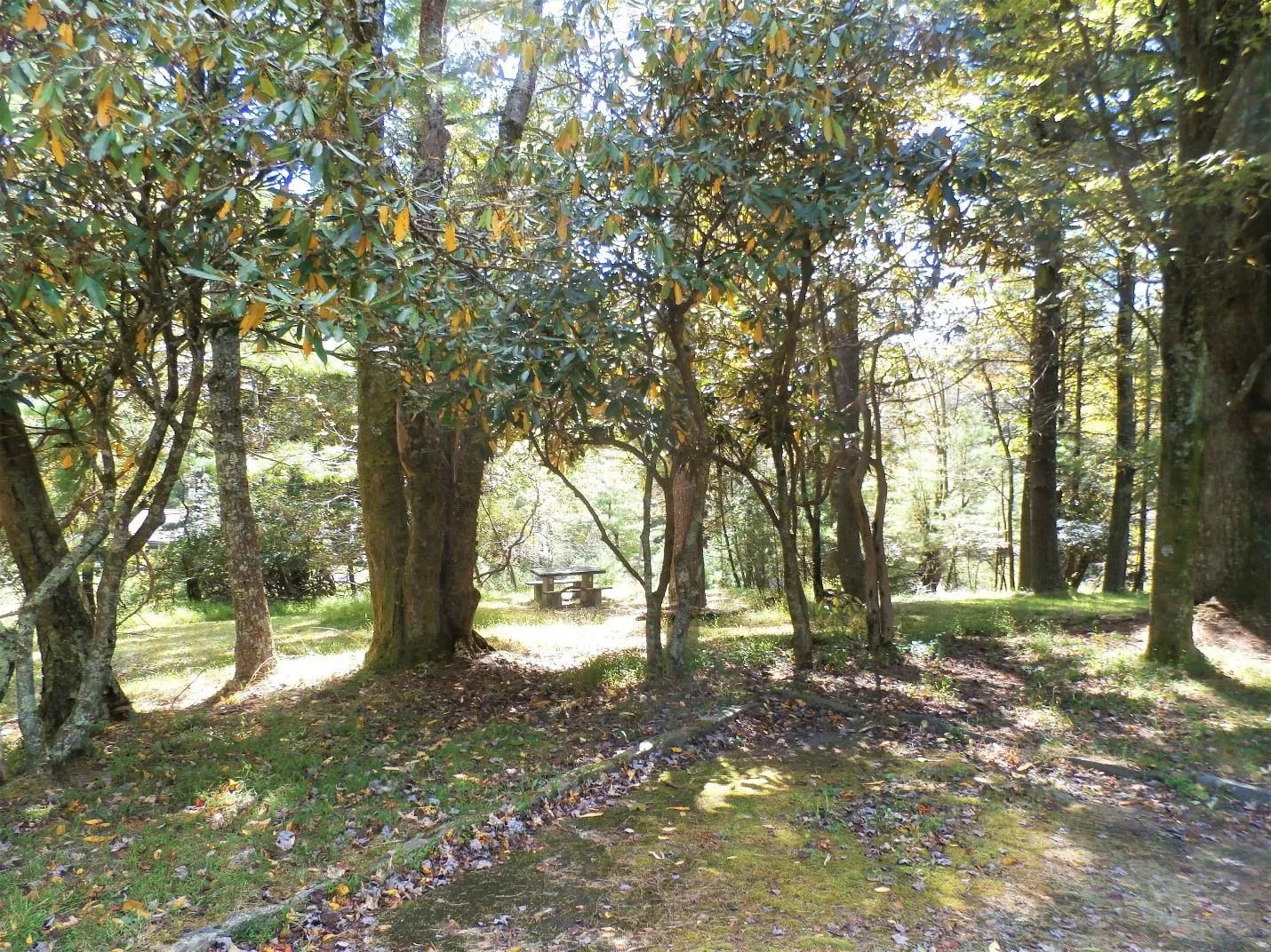 Doughton Park Campground