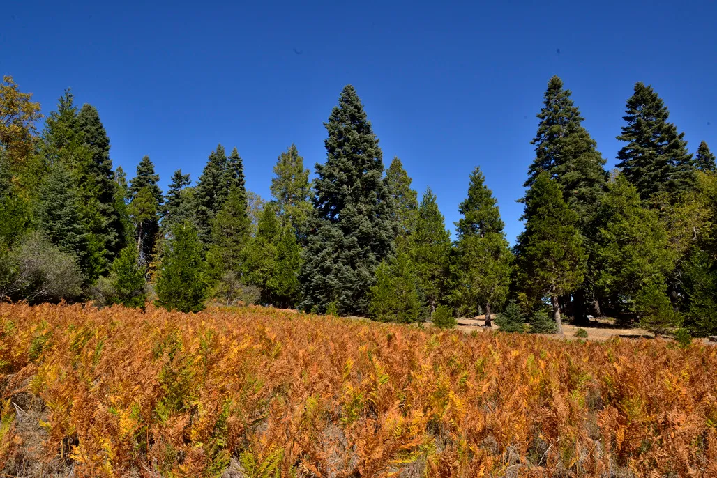 Palomar Mountain State Park Campground
