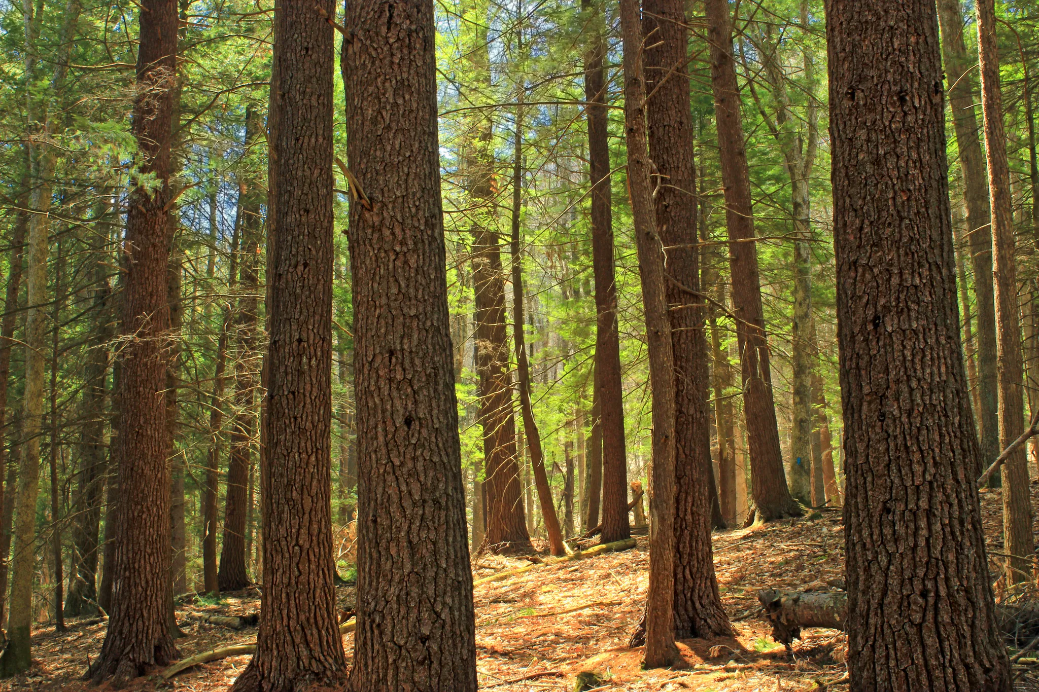 Tiadaghton State Forest