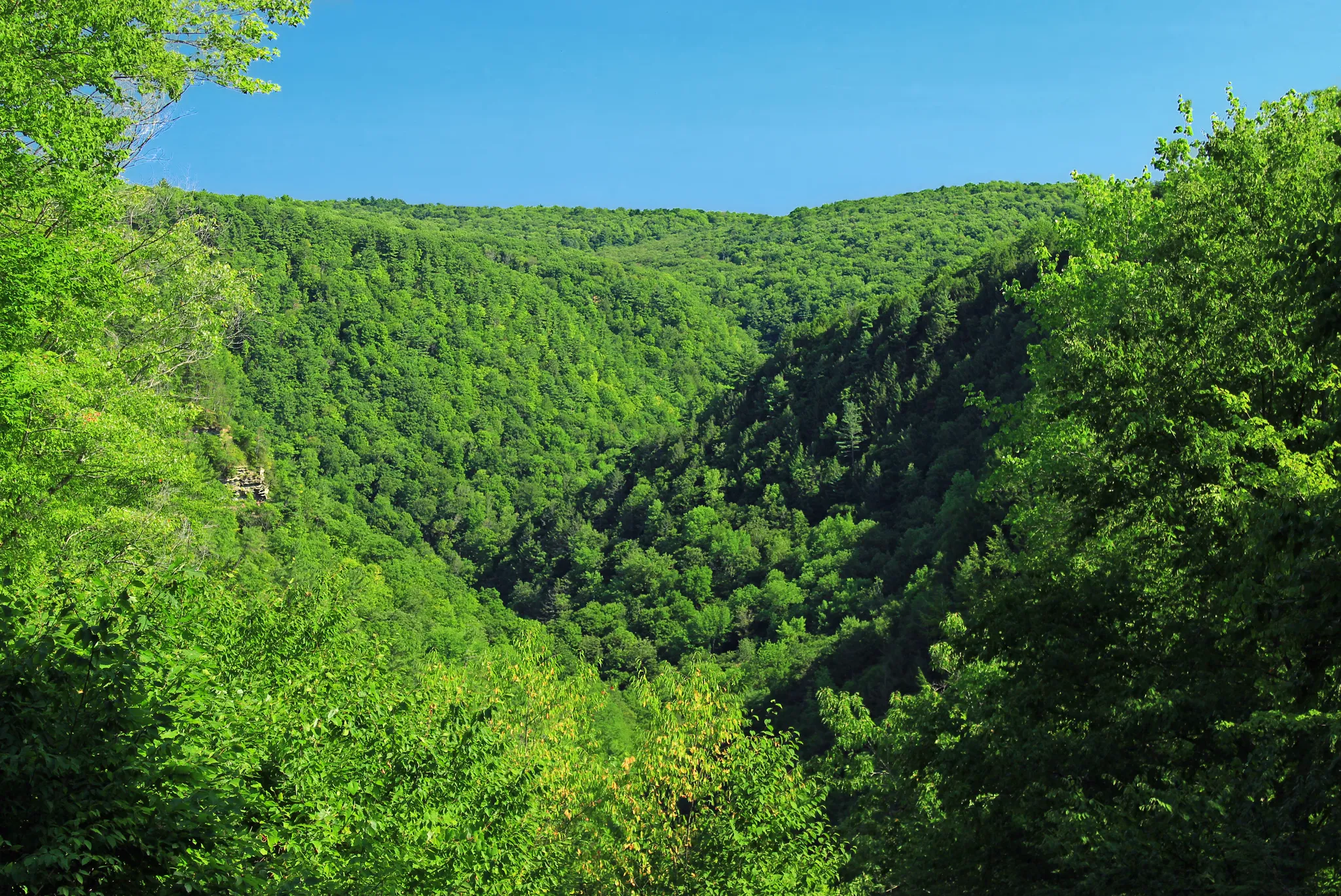 Tioga State Forest