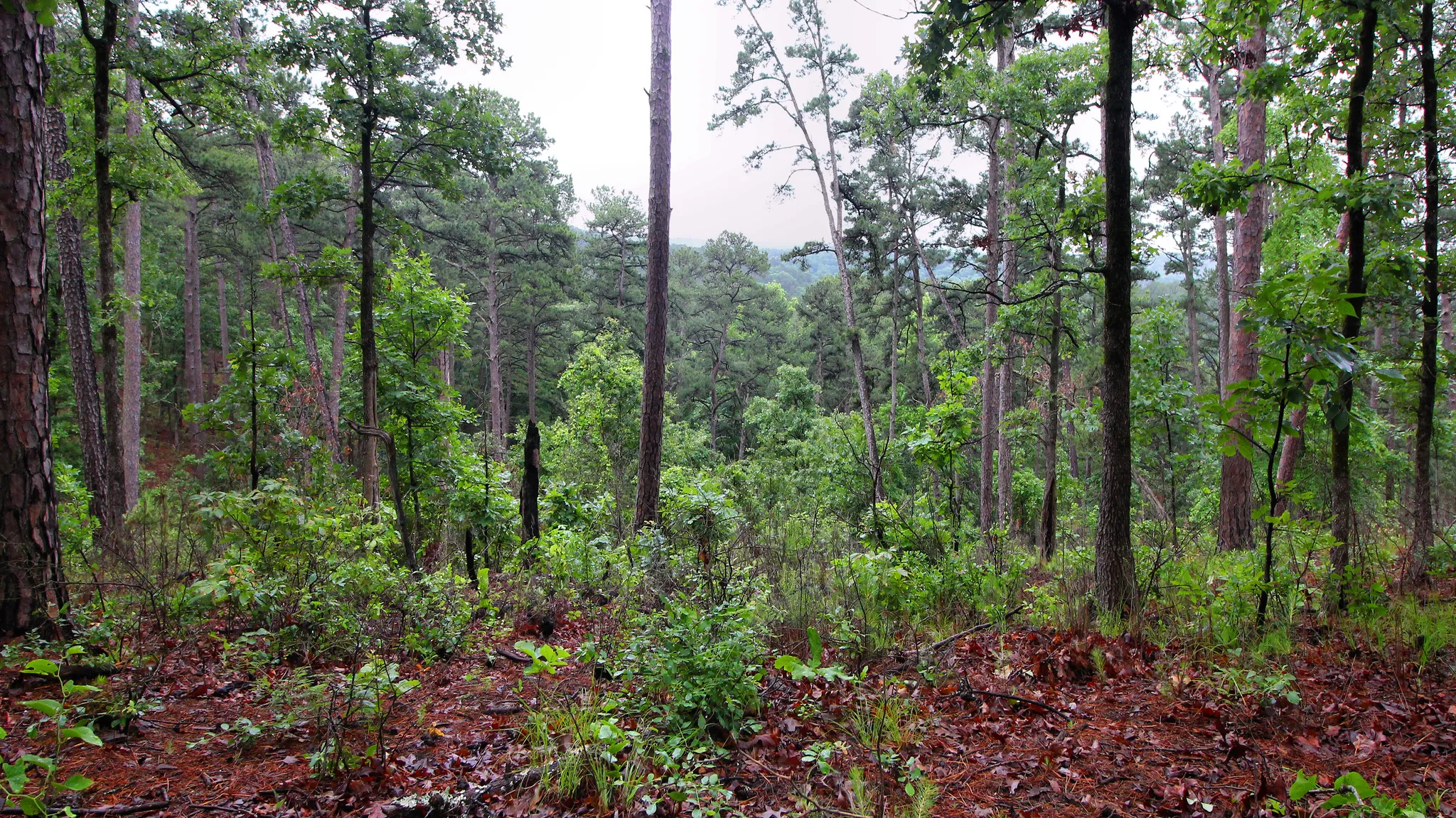 Daingerfield State Park