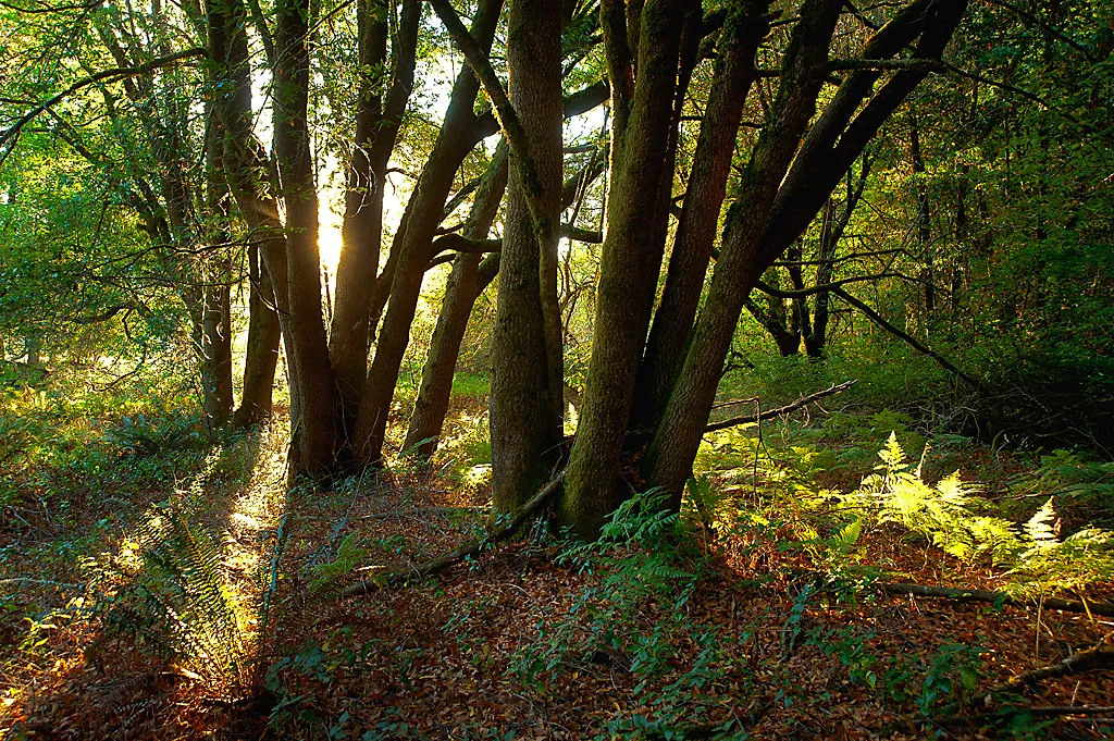 Azalea Campground