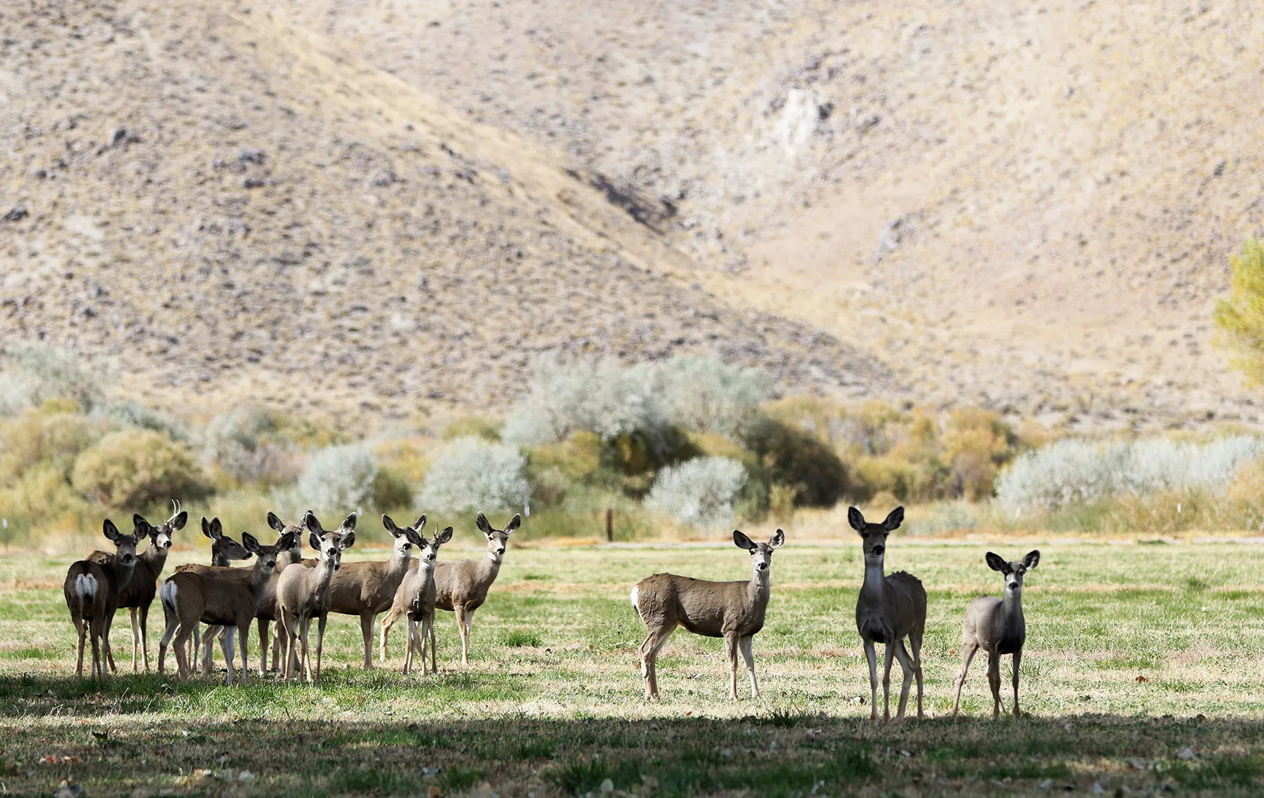 Walker River Campground