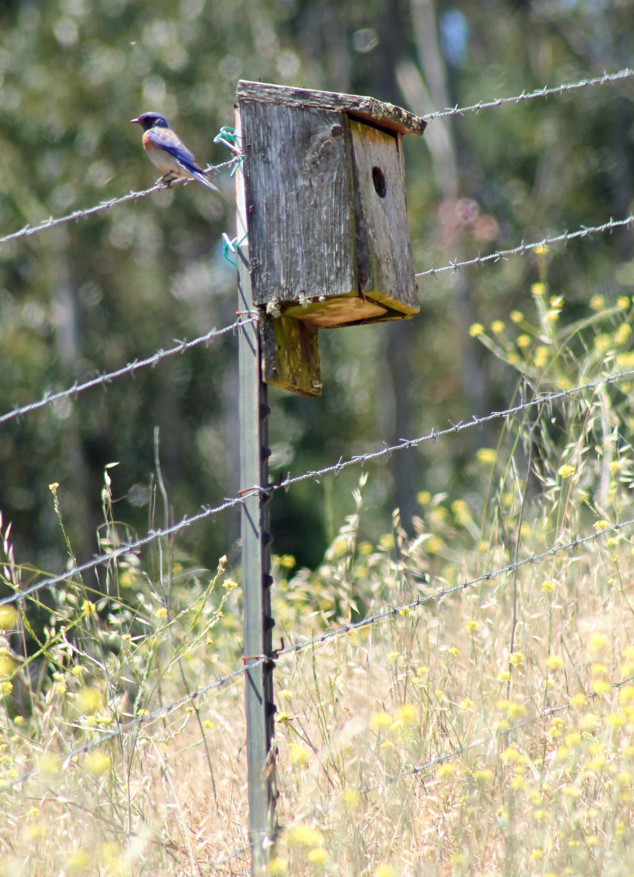 Sibley Volcanic Regional Preserve