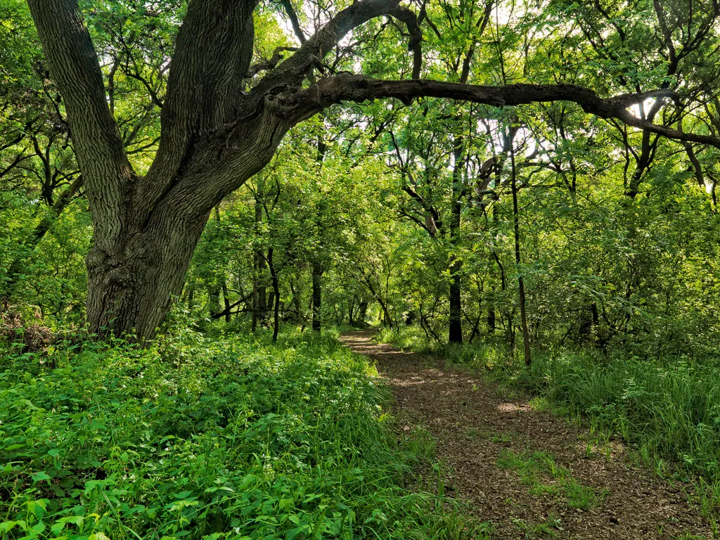 Caswell Memorial State Park Campground