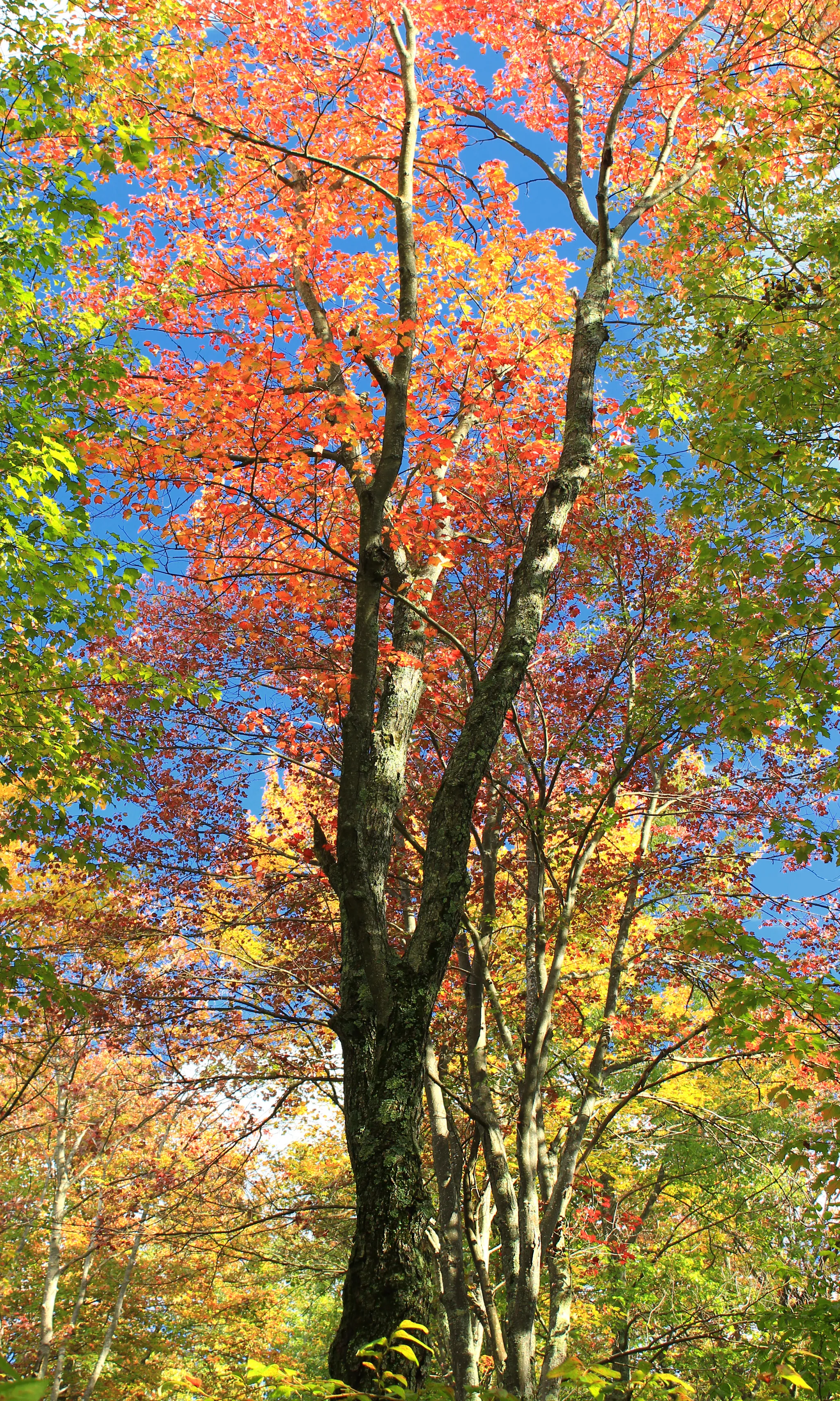 Tobyhanna State Park