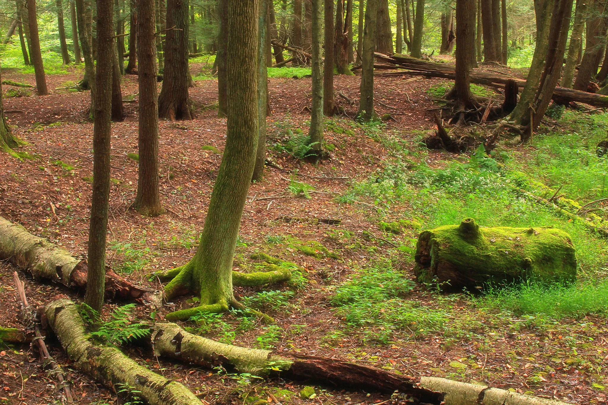 Hyner Run State Park