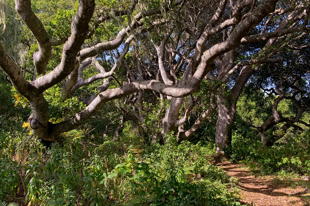 Bodega Dunes Campground