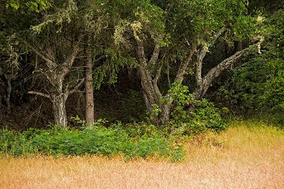 Mannings Flat 2 Campground