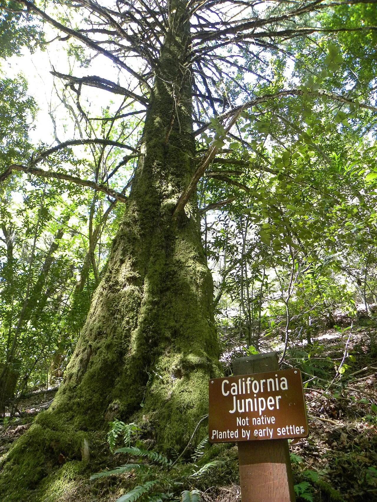 Uvas Canyon