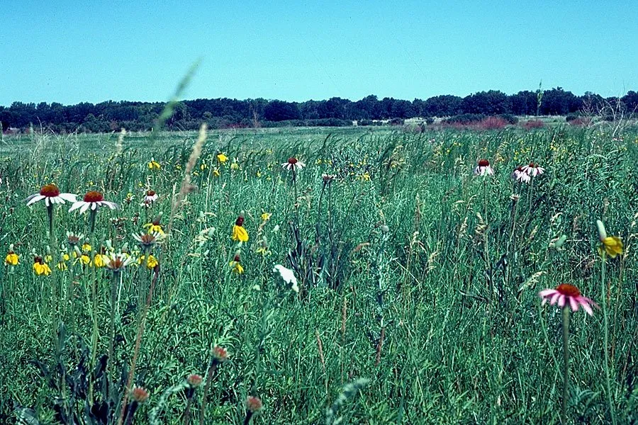Buffalo River Campground