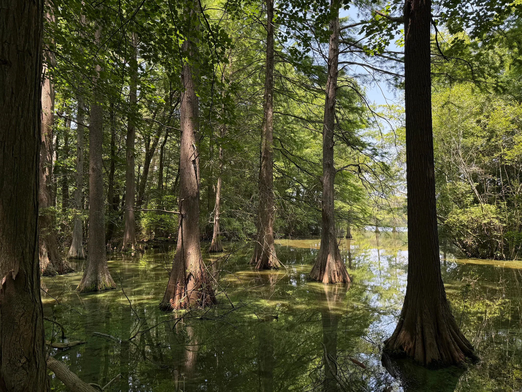 Trap Pond State Park