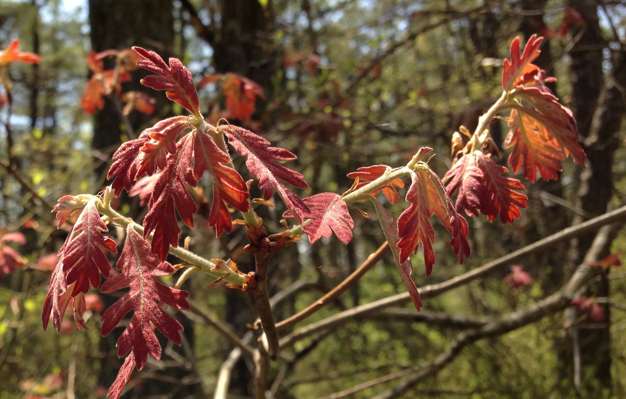 Brendan T. Byrne Campground