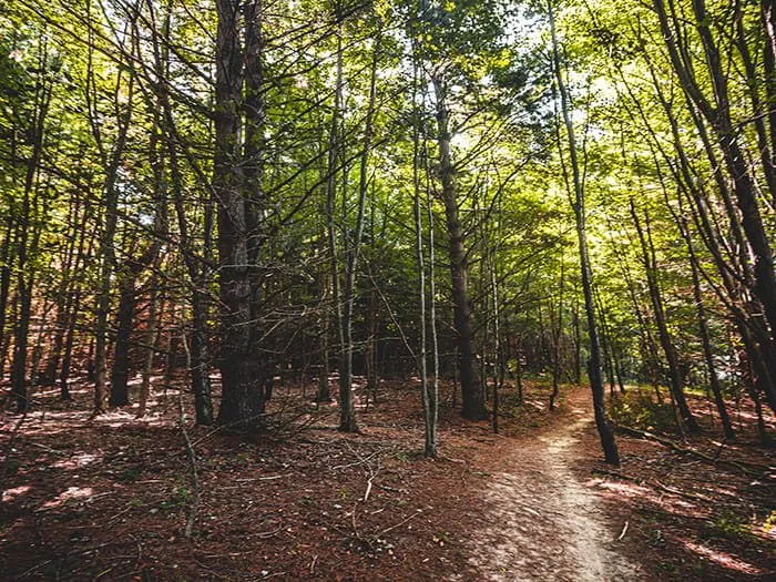 Cedar River North Equestrian State Forest Campground And Trail Camp