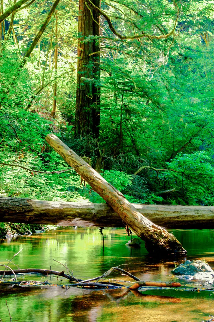 Samuel P. Taylor State Park Campground