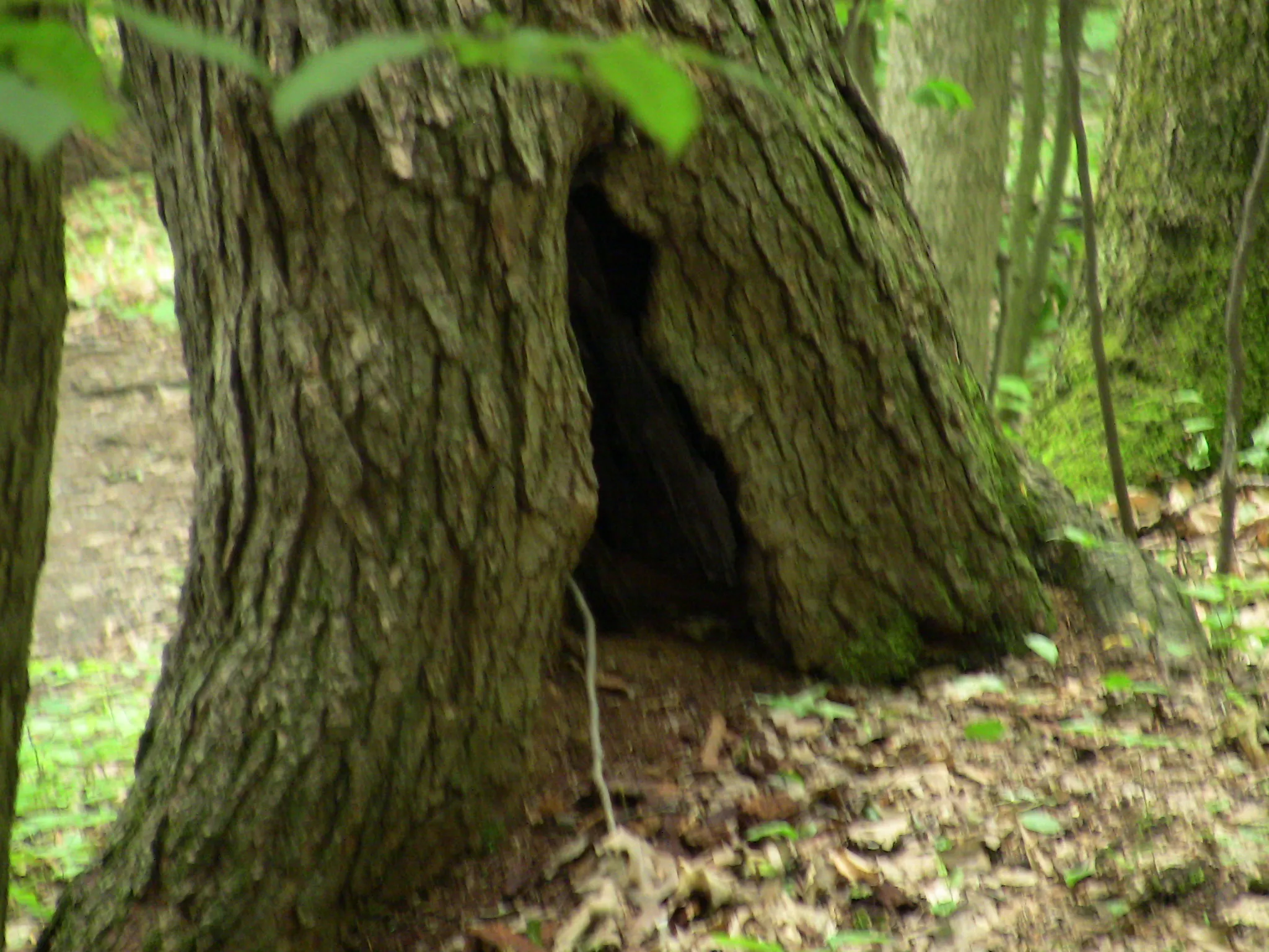 Leonard Harrison State Park