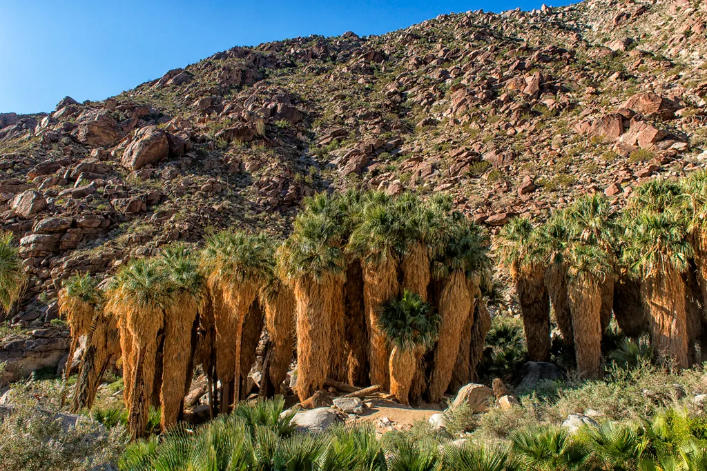 Borrego Palm Canyon Campground