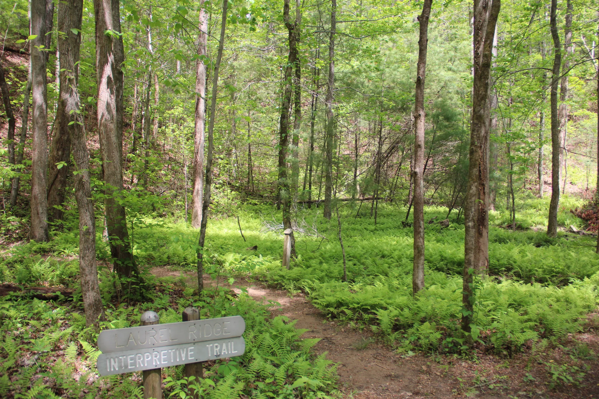 Smithgall Woods