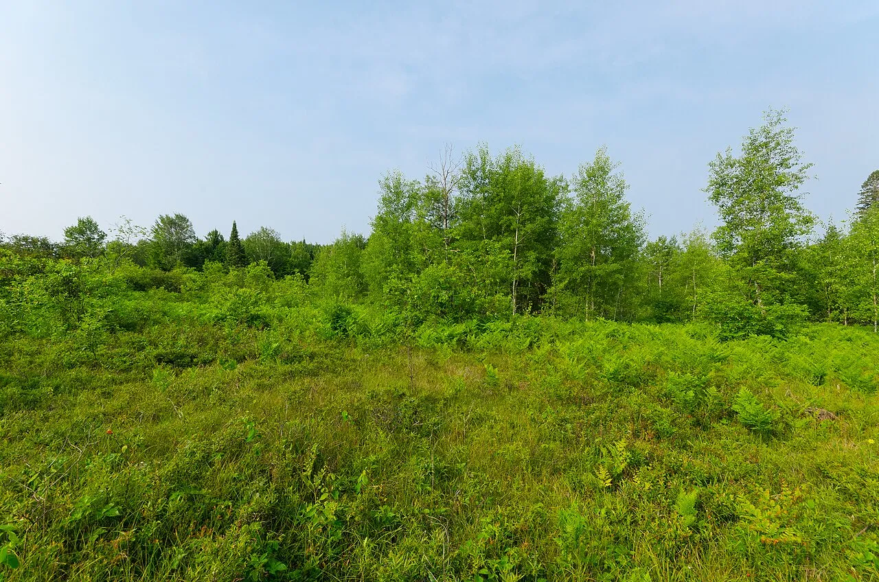 Northern Highland - American Legion State Forest