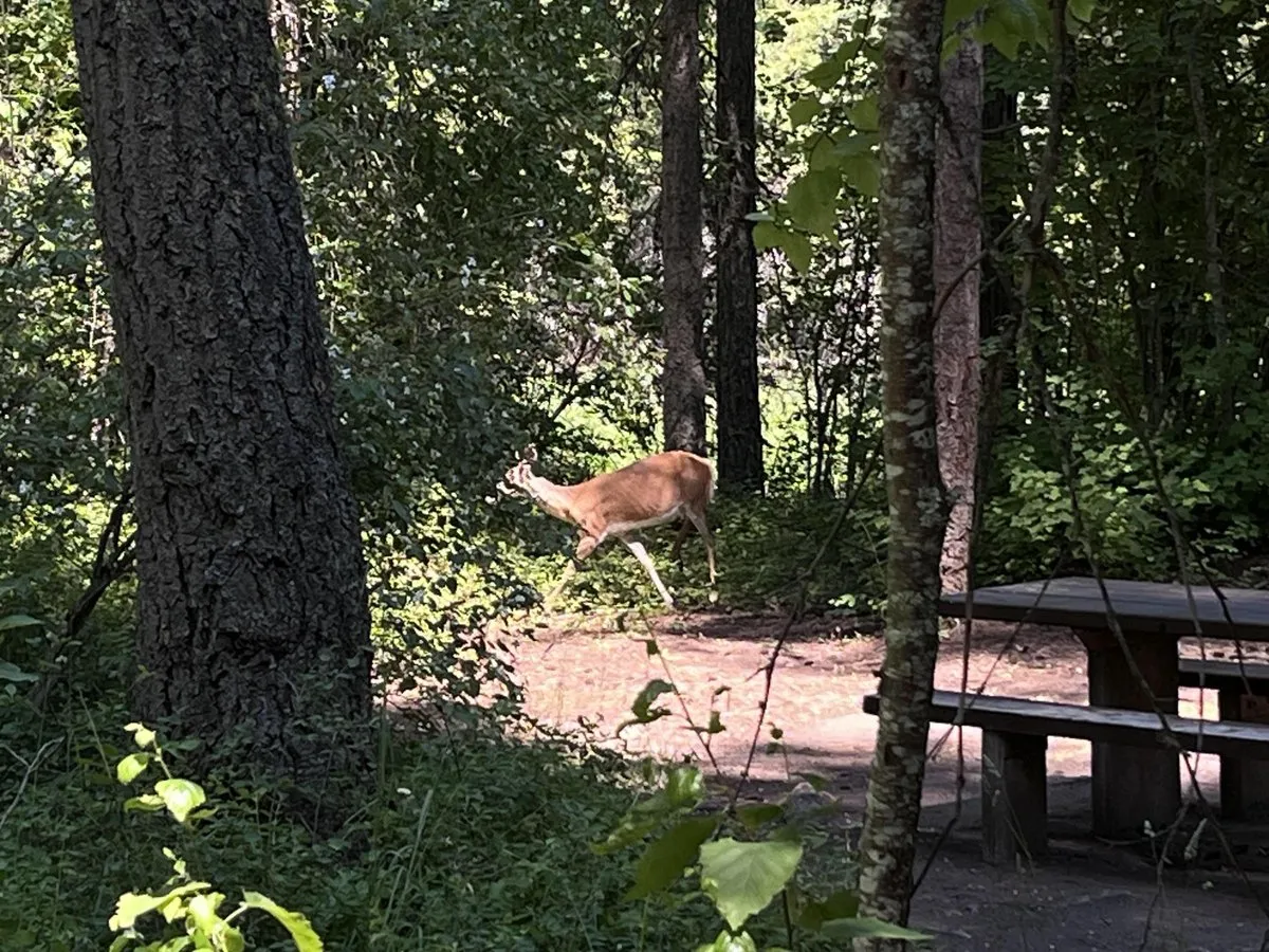 Trout Creek Campground