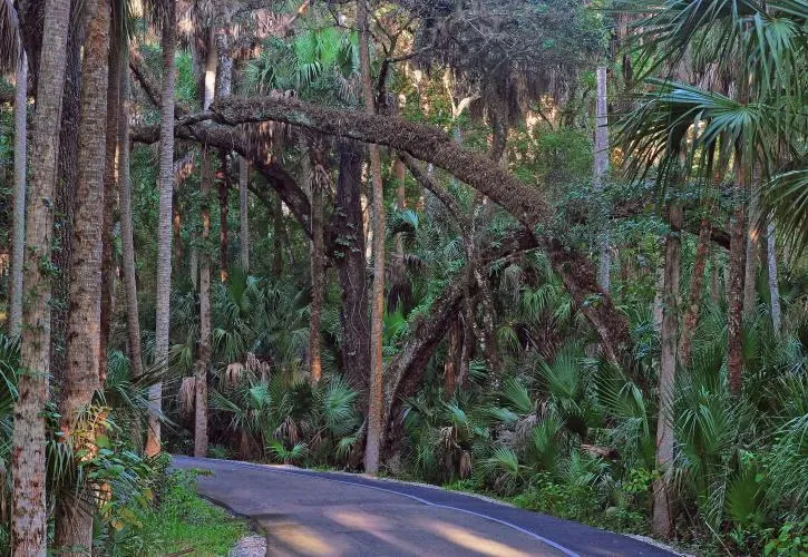 Highlands Hammock State Park Loop Elec