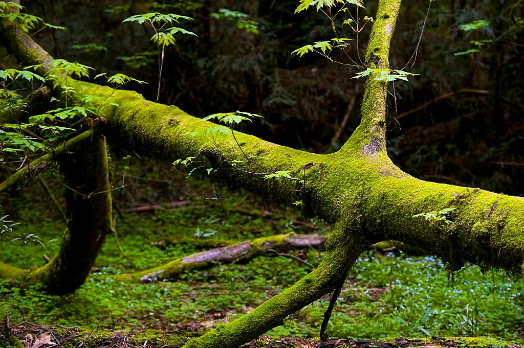 Henry Cowell Redwoods State Park Campground
