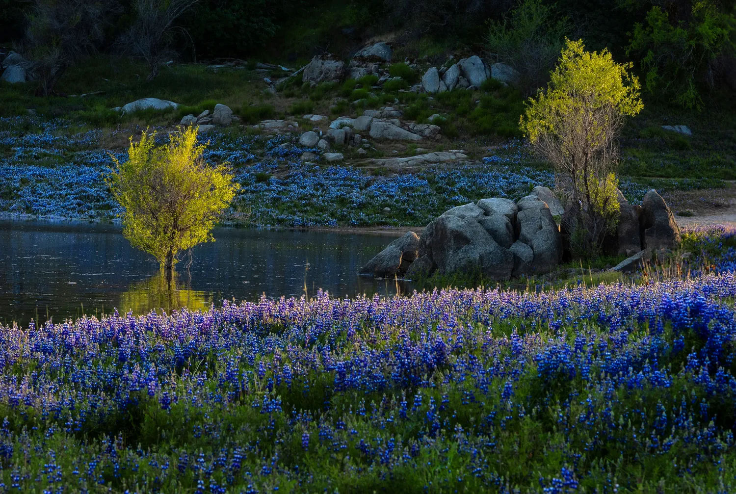 Peninsula Campground