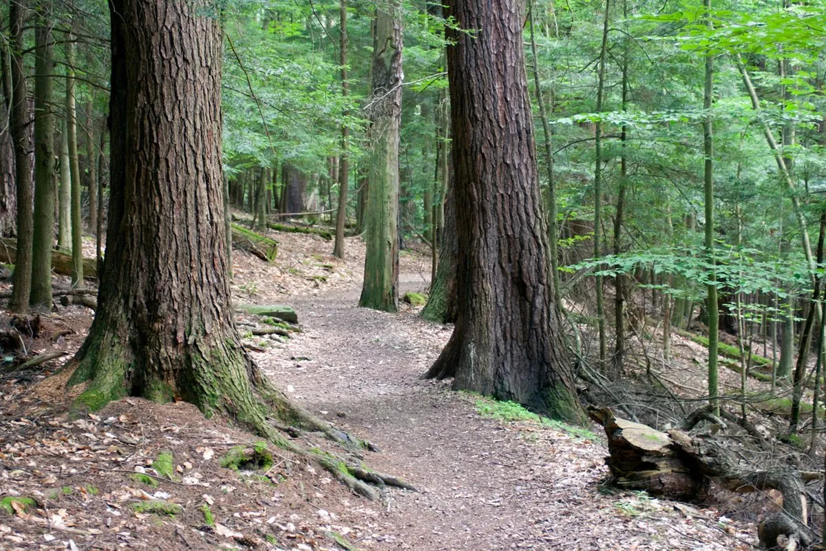 Cook Forest State Park