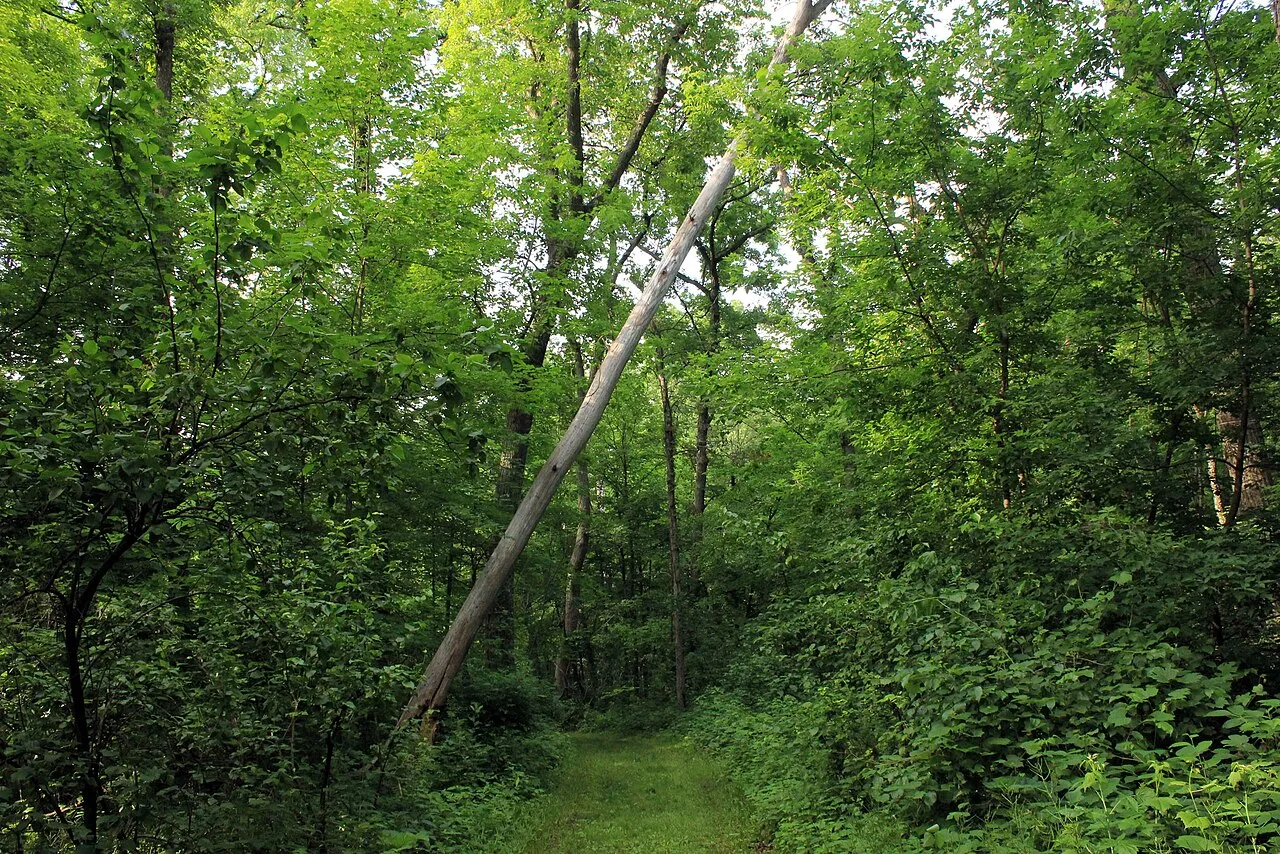 New Glarus Woods State Park