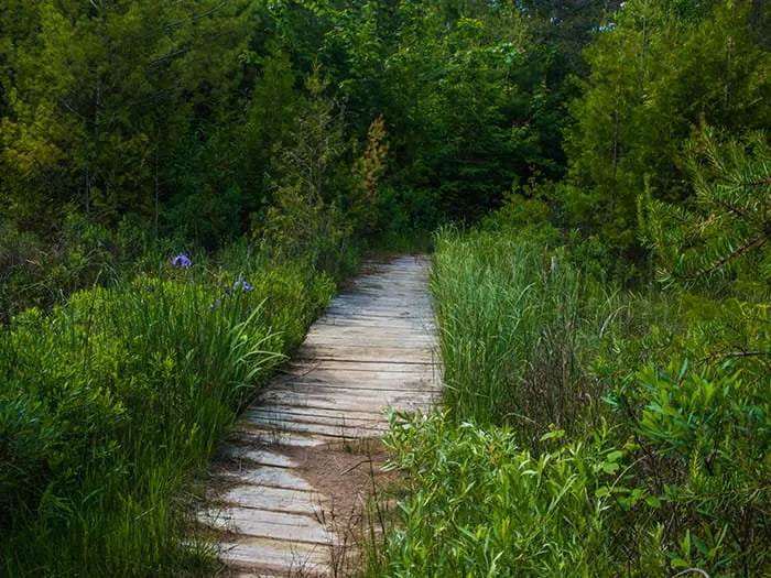 Big Knob State Forest Campground