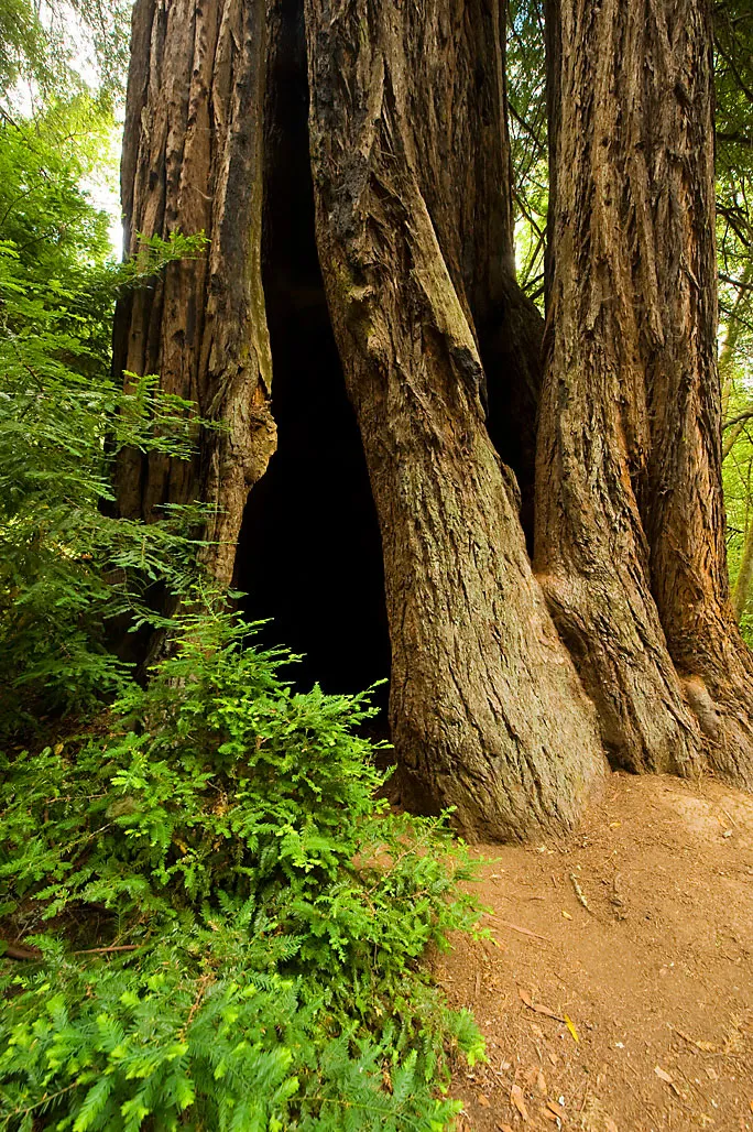 Samuel P. Taylor State Park Campground