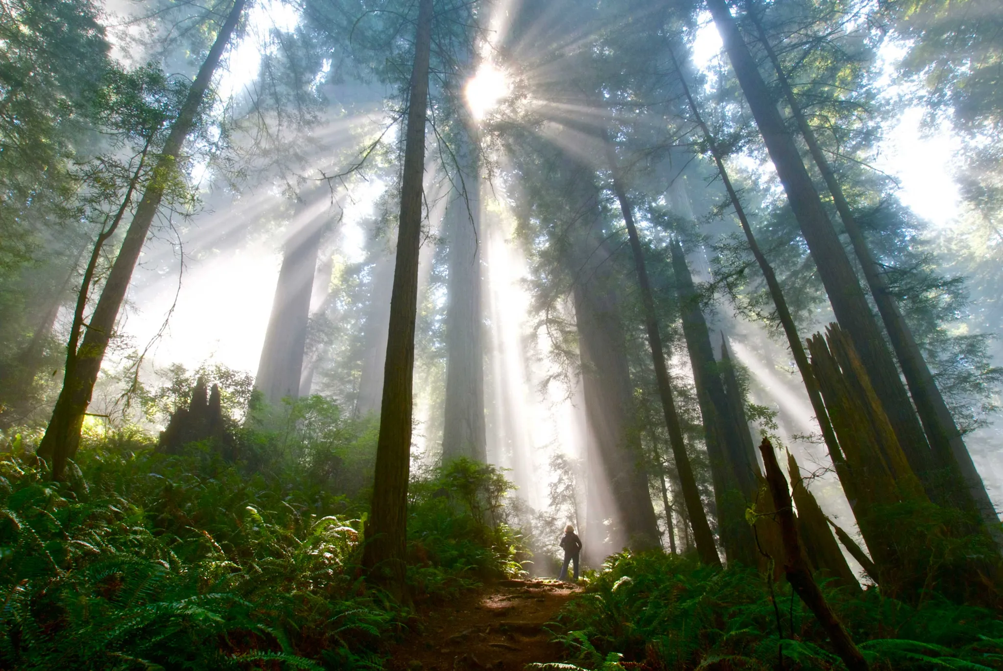 Del Norte Coast Redwood State Park Mill Creek Campground