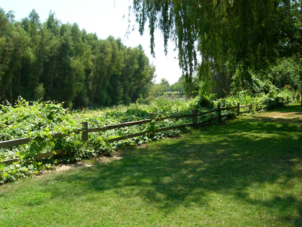 Colusa-Sacramento River State Recreation Campground