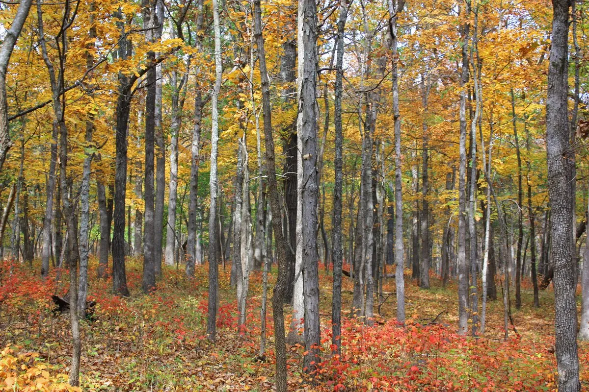 Campground (Sites 64-110)