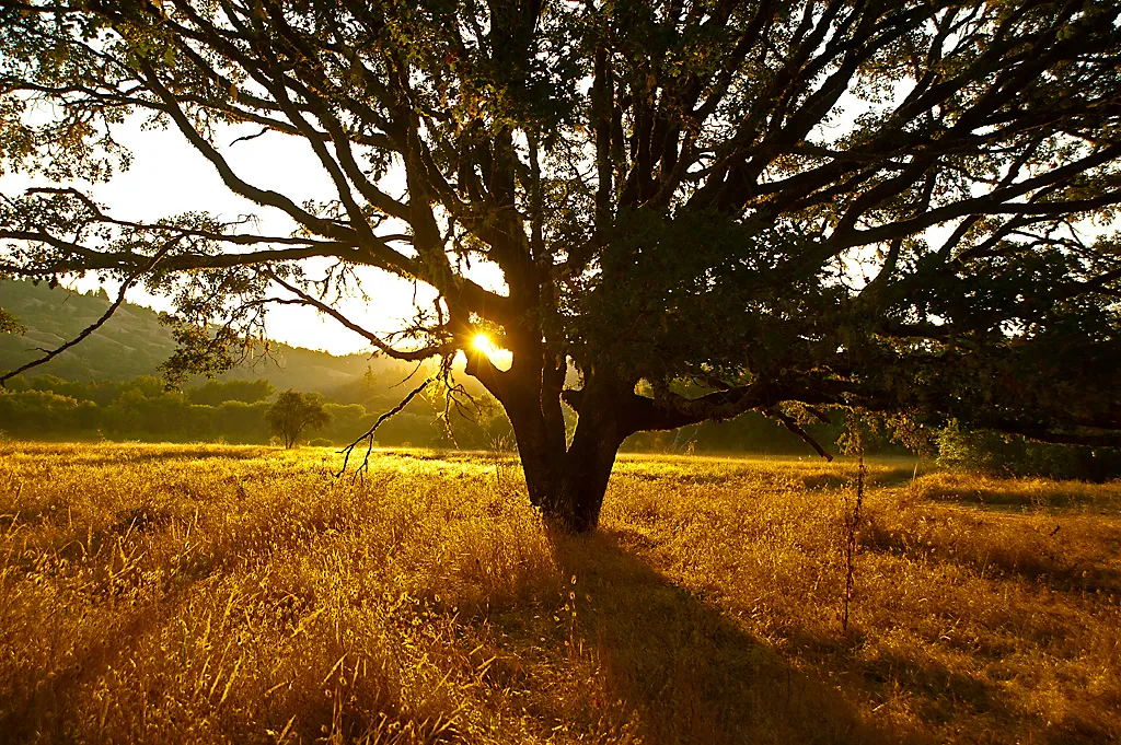 Azalea Campground