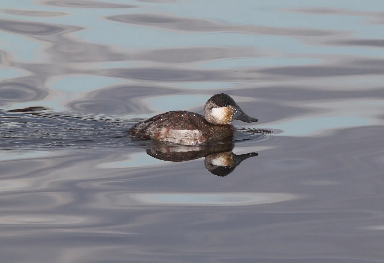 Ruddy Duck Campground