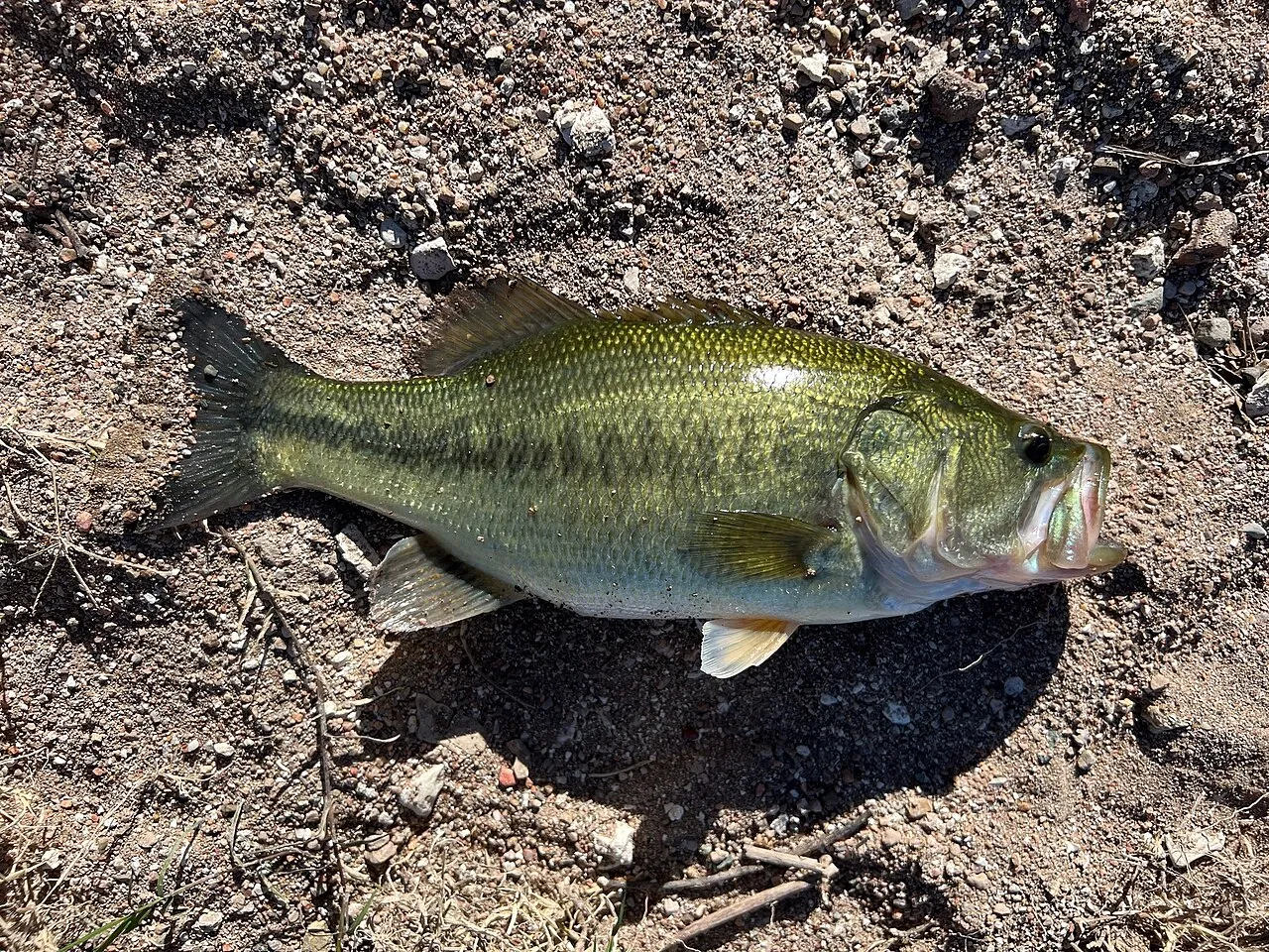 Bass Campground