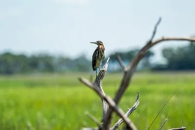Skidaway Island State Park