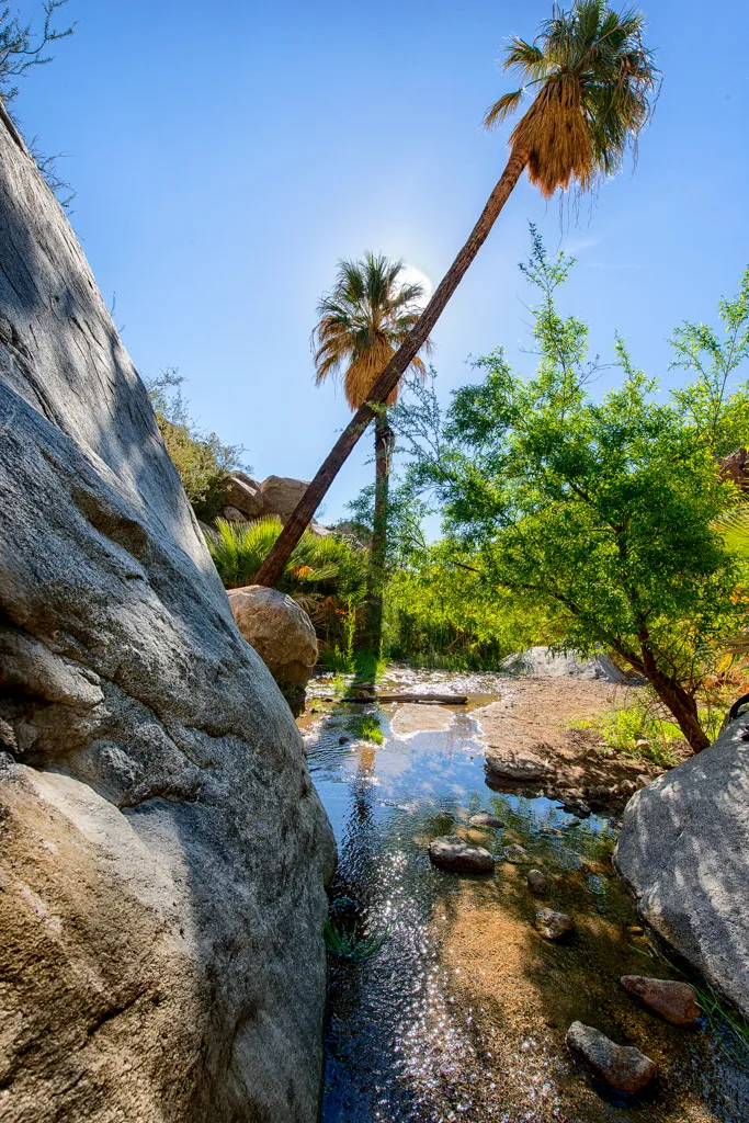 Borrego Palm Canyon Campground