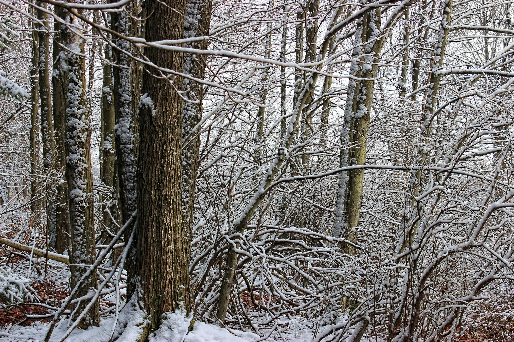 Gouldsboro State Park