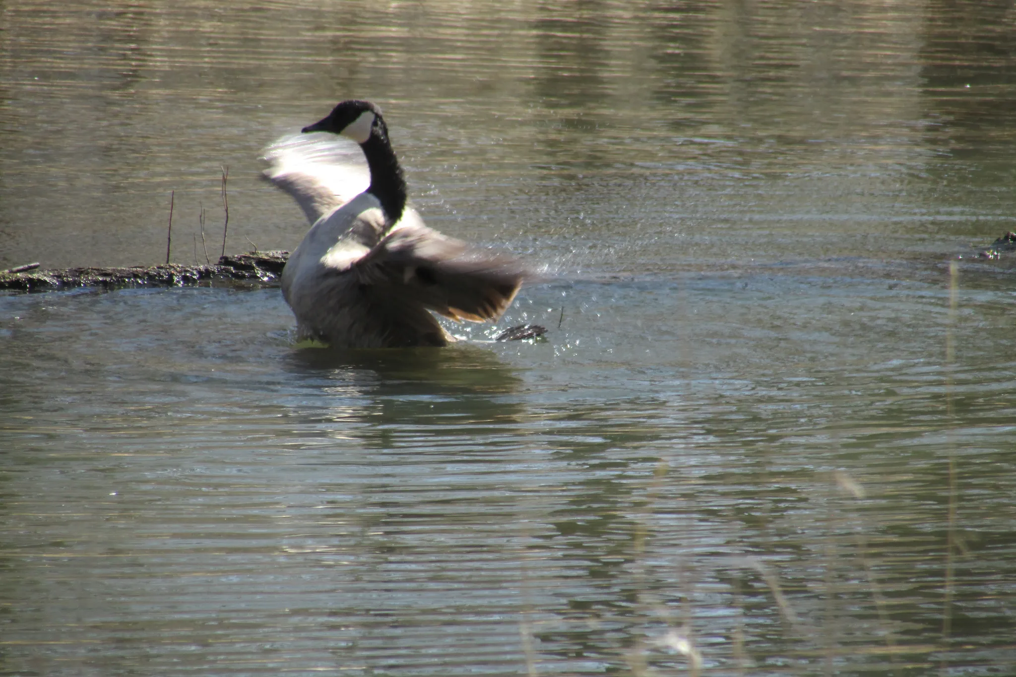 Tippecanoe River State Park