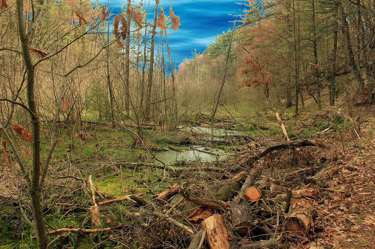 Rocky Arbor State Park