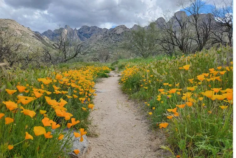 Ringtail Campground