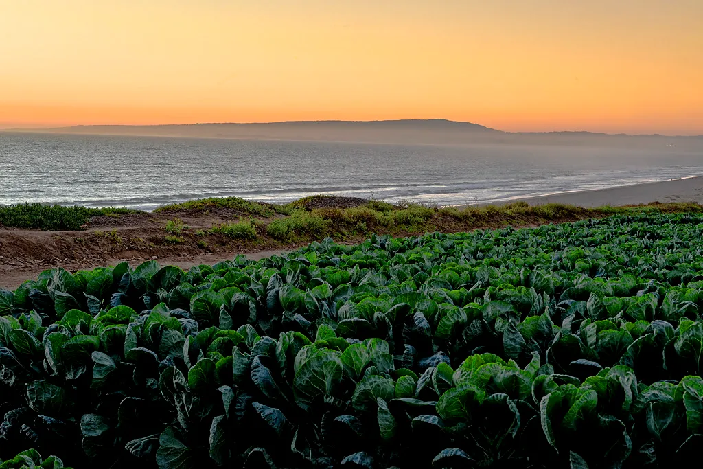 Manresa State Beach Campground